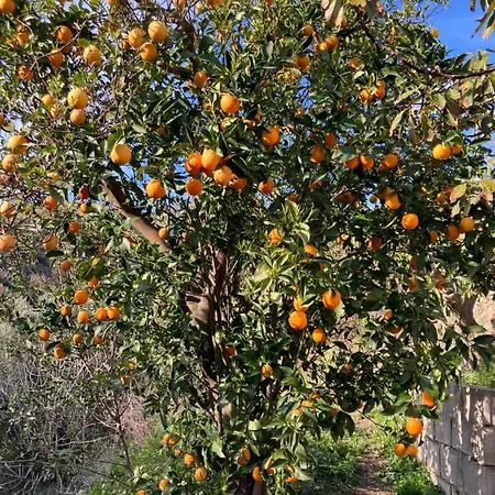 Golondrinas, Authentic Cortijo In The Hills Of